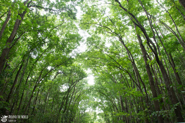 Bohol Man-made Forest  |aroundtheworldstepbystep.com