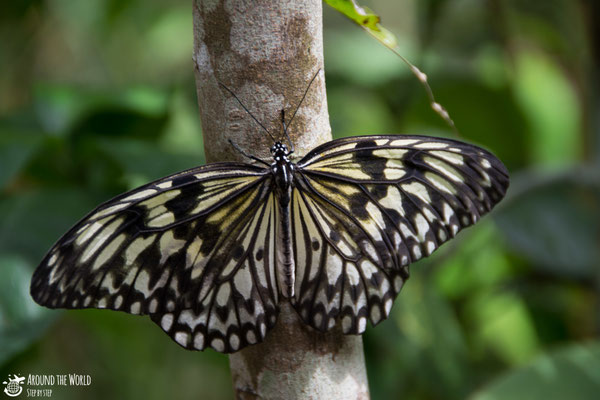 Bohol  Butterfly Conservation Center |aroundtheworldstepbystep.com