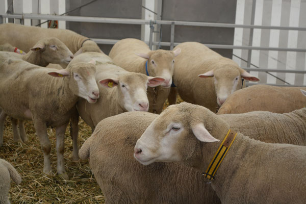 Weisses Alpenschaf