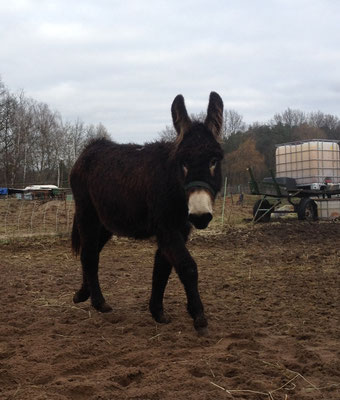 Ludwig ist ein super lieber und neugieriger Riesenesel. in 2018 leider verstorben 