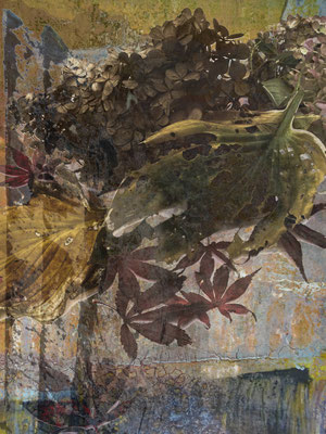 Pompeian wall (Hortensie)