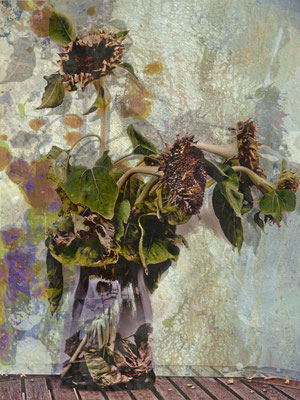 Sonnenblumen