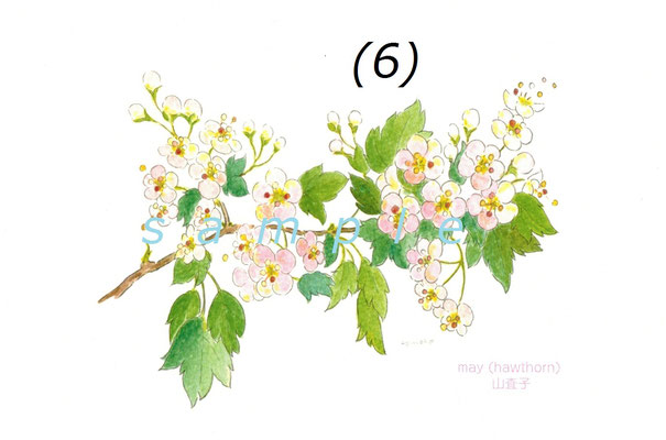 May or Hawthorn