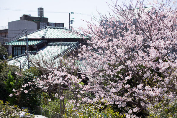 サクラ