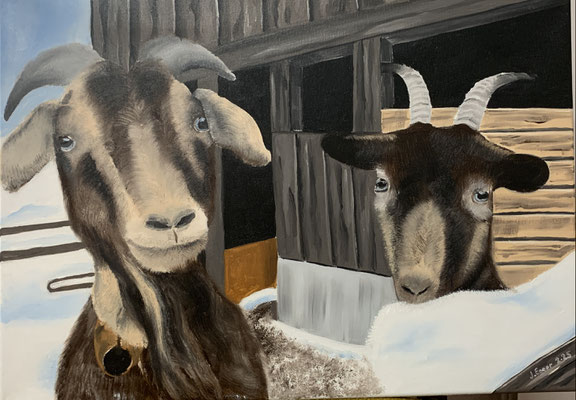 Ziegen, 68x48cm, Fr.450.- mit Rahmen