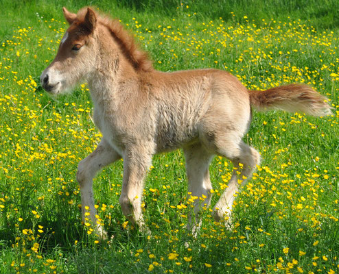 8. Mai 2013, Tag der Geburt, erster Weidegang