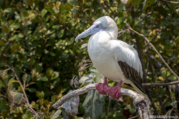 Rotfußtölpel / Red Footed Boobies