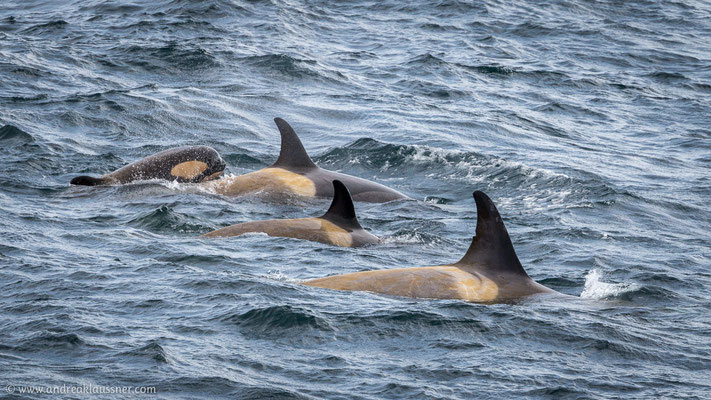 Orcas
