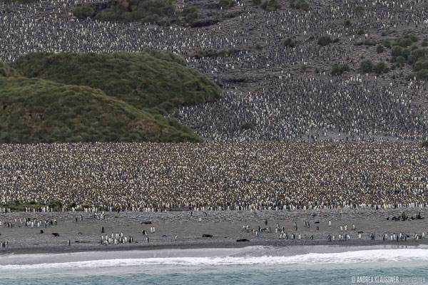 Königspinguine / King Penguins / Sailsbury Plains