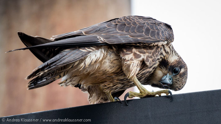 Wanderfalke / Peregrine Falcon