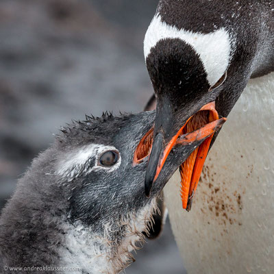 Eselspinguine / Gentoo penguins