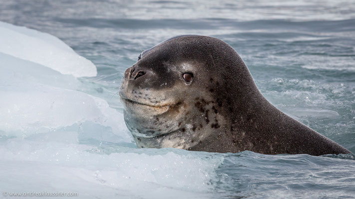 Seeleopard / Leopard seal