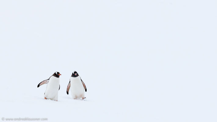 Eselspinguine / Gentoo penguins