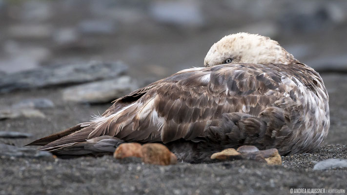 Riesensturmvogel / Southern Giant Petrel