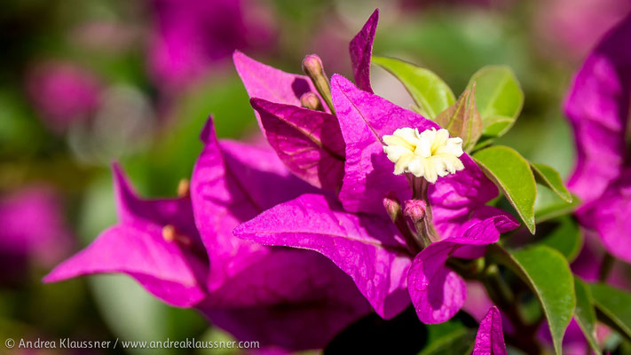Bougainvillea