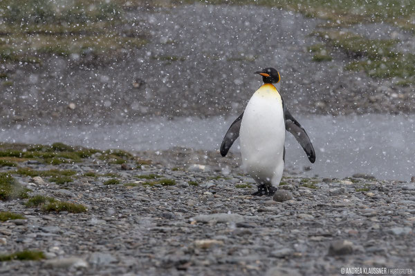 Königspinguine / King Penguins