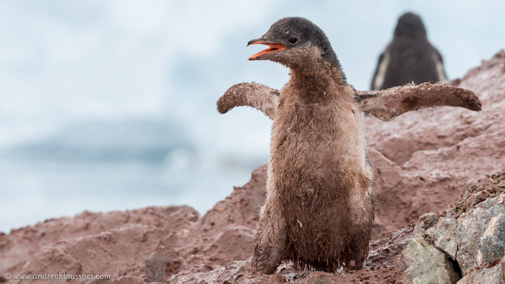 Eselspinguin / Gentoo penguin