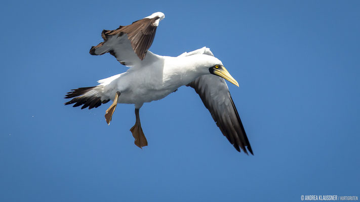 Maskentölpel / Masked Booby