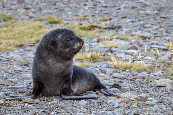 Pelzrobbe / Fur Seal