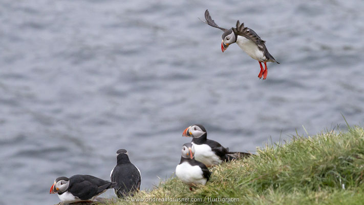 Papageientaucher / Puffins