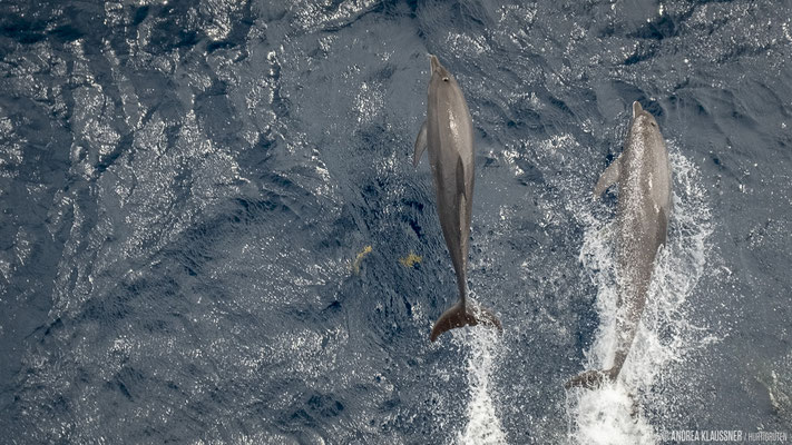 Delphine / Dolphins
