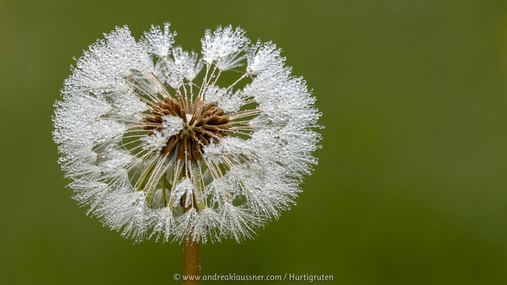 Löwenzahn / Dandelion