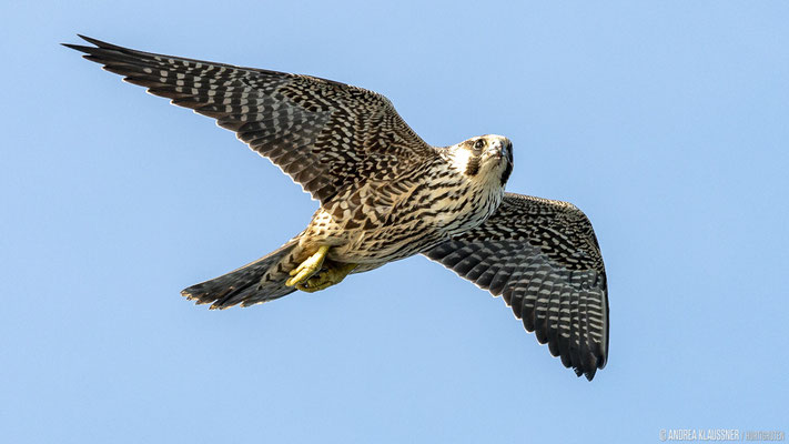 Turmfalke / Peregrine Falcon
