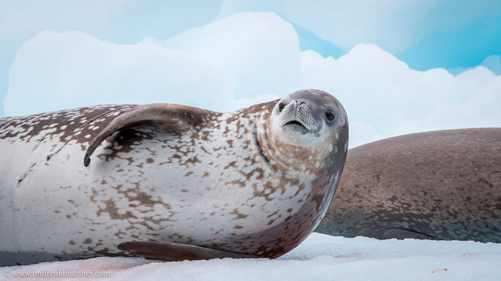 Krabbenfresser / Crabeater seals