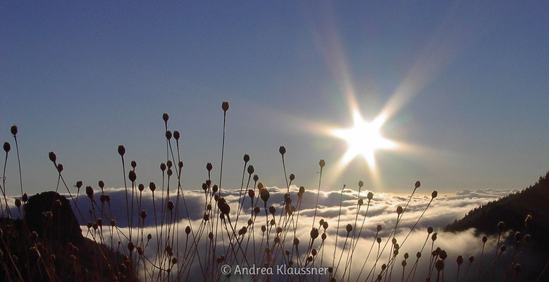 Teneriffa, Kanarische Inseln / Canary Islands