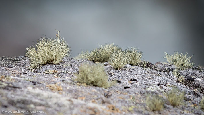 Flechten / Lichen