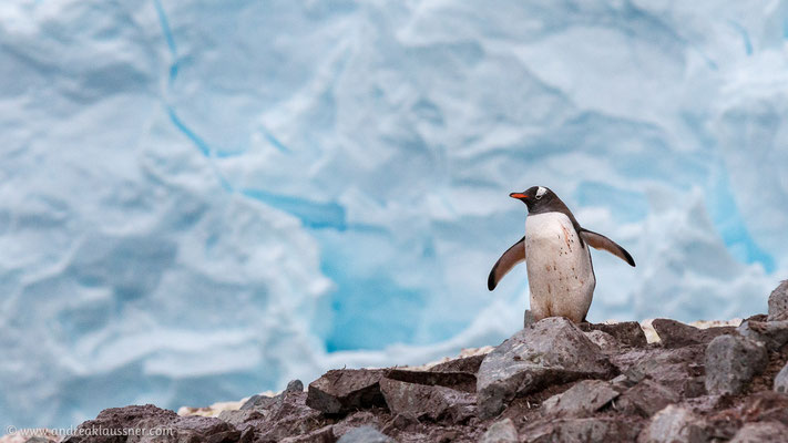Eselspinguin / Gentoo penguin