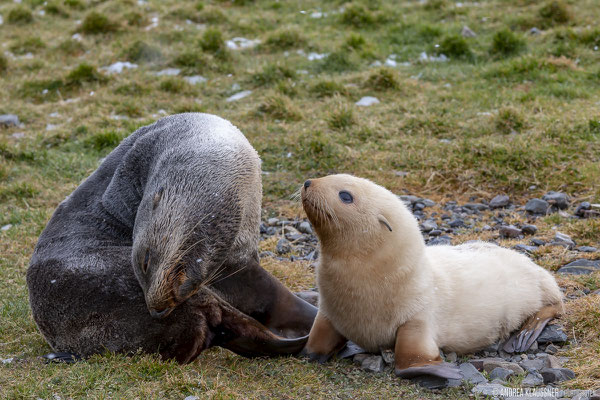 Pelzrobbe / Fur Seal