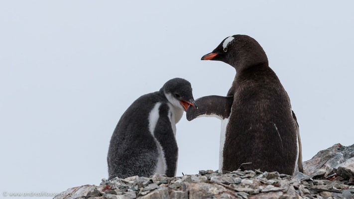 Eselspinguine / Gentoo penguins