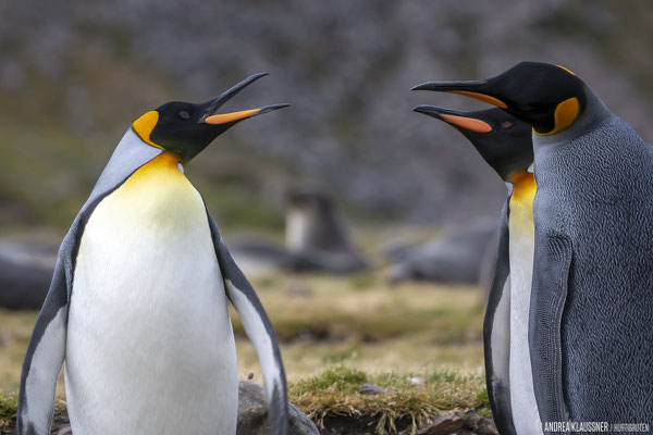 Königspinguine / King Penguins