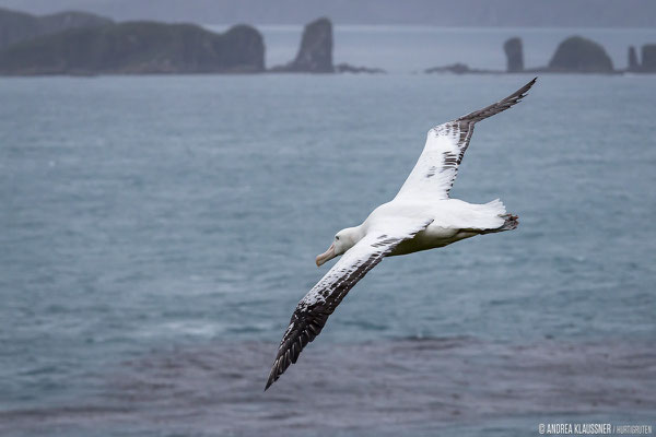 Wanderalbatros / Wandering Albatross