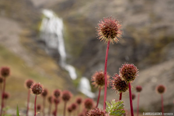 Shackleton Waterfall / Stromness