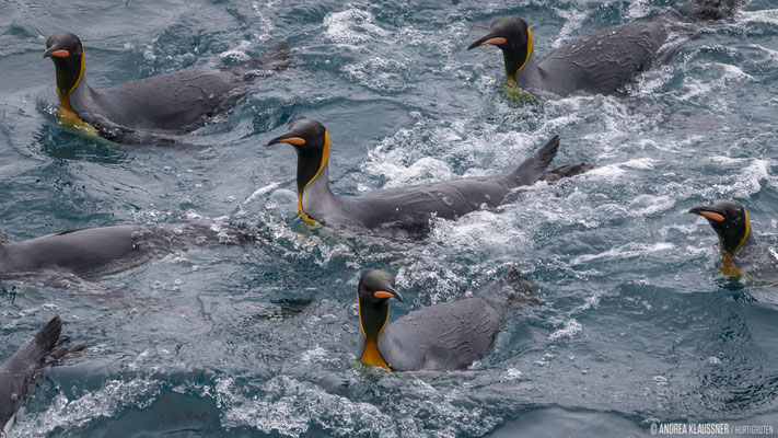 Königspinguine / King Penguins