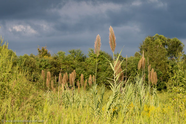 Nachmittagsstimmung in Louisiana / Afternoon mood in Louisiana