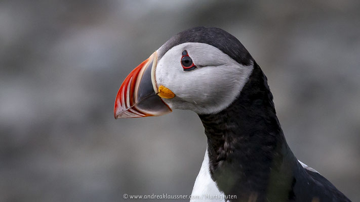 Papageientaucher / Puffin