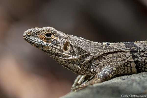 Leguan / Iguana