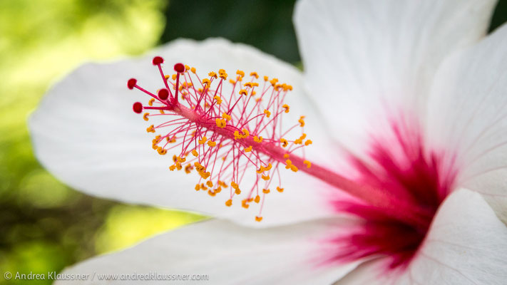 Hibiskus / Hibiscus