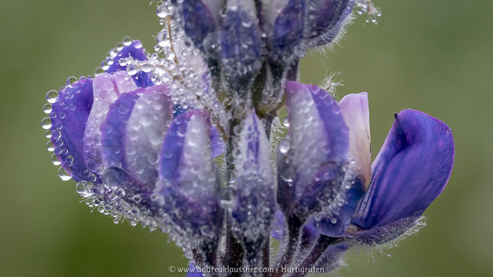 Lupine / Lupin