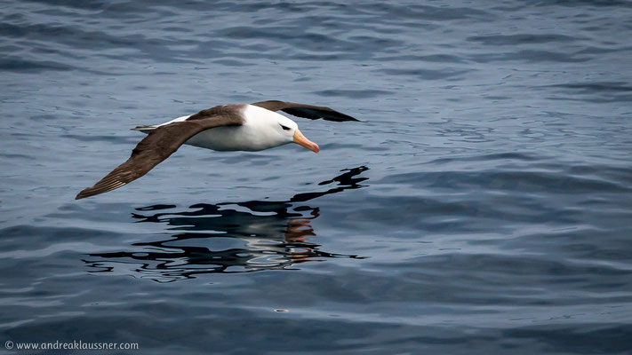 Schwarzbrauenalbatross / Black-browed albatross