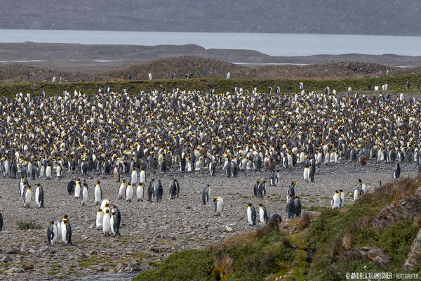 Königspinguine / King Penguins