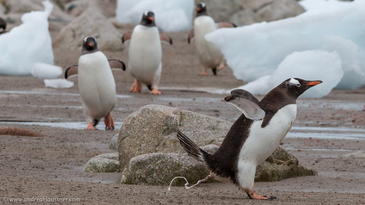 Eselspinguine / Gentoo penguins