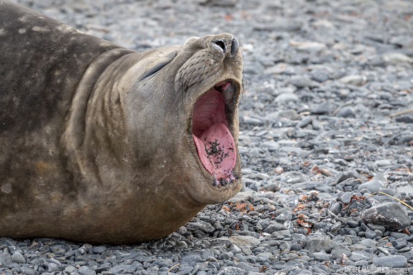 See-Elefant / Elephant Seal