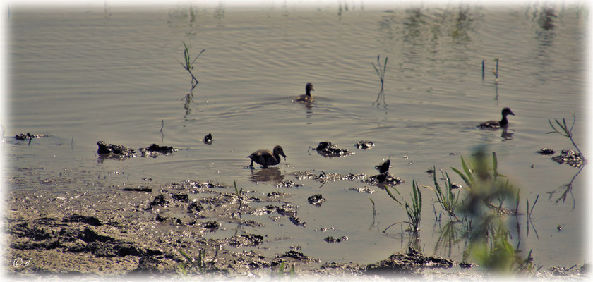 Die Jungen der Ente haben Spaß