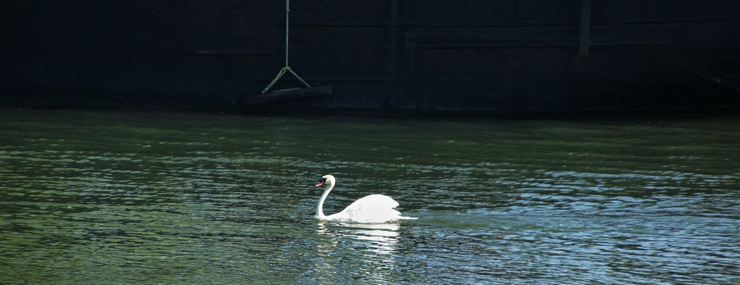 Ein Schwan zieht seine Runden