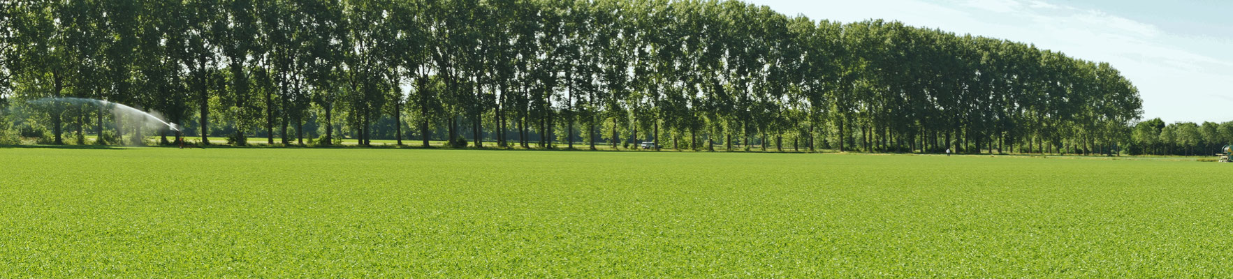 Es wird viel bewässert, denn den Böden und Pflanzen dürstet es nach Wasser