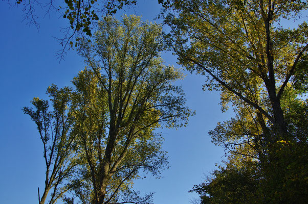 Himmelblau und Blättergelb